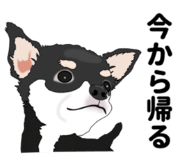 Everyday black Chihuahua sticker #9656931