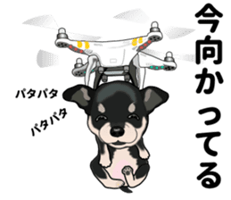 Everyday black Chihuahua sticker #9656932