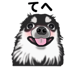 Everyday black Chihuahua sticker #9656937