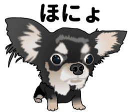 Everyday black Chihuahua sticker #9656938