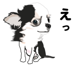 Everyday black Chihuahua sticker #9656939