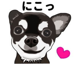 Everyday black Chihuahua sticker #9656942