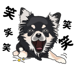 Everyday black Chihuahua sticker #9656943