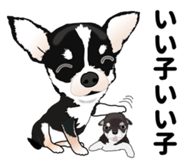 Everyday black Chihuahua sticker #9656944