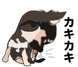 Everyday black Chihuahua sticker #9656946