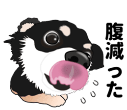 Everyday black Chihuahua sticker #9656947