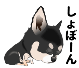 Everyday black Chihuahua sticker #9656948