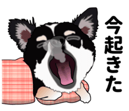 Everyday black Chihuahua sticker #9656949