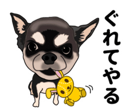 Everyday black Chihuahua sticker #9656950