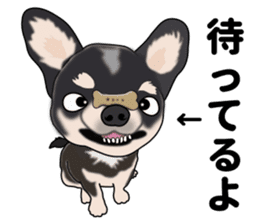 Everyday black Chihuahua sticker #9656951