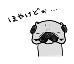 fukui pug sticker #9661358