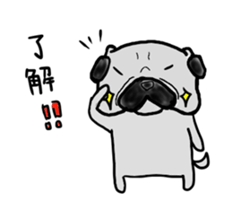 fukui pug sticker #9661372