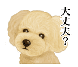 Poodle's real feelings 2 sticker #9663561