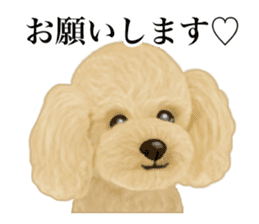 Poodle's real feelings 2 sticker #9663562