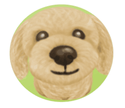 Poodle's real feelings 2 sticker #9663585