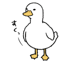 real duck sticker #9697033