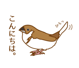Daily Bengalese finch! sticker #9705210