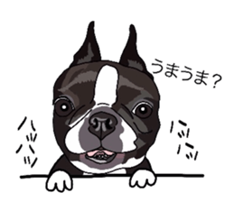 Boston-Terrier-association2 sticker #9713609