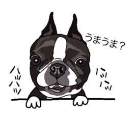 Boston-Terrier-association2 sticker #9713609