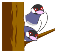 Java sparrow's sticker Part 2 sticker #9720568