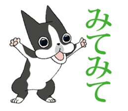 BostonTerrier Bunta 2 sticker #9727798