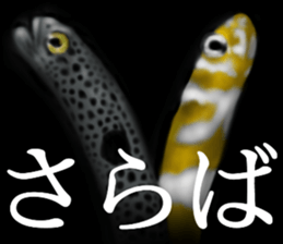 Heteroconger hassi of the darkness sticker #9731623