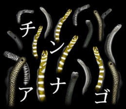 Heteroconger hassi of the darkness sticker #9731631