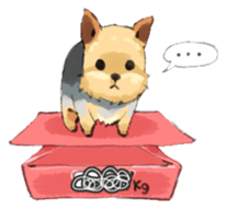 Every day Yorkshire terrier2 sticker #9742214