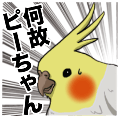 Cockatiel P-chan