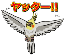 Cockatiel P-chan sticker #10876243