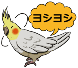 Cockatiel P-chan sticker #10876249
