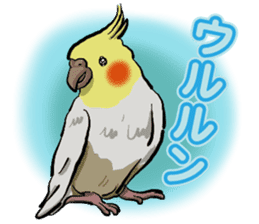 Cockatiel P-chan sticker #10876250