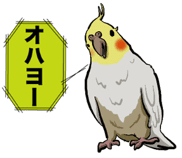 Cockatiel P-chan sticker #10876252