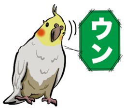 Cockatiel P-chan sticker #10876260
