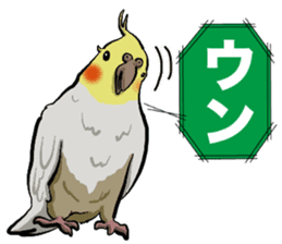 Cockatiel P-chan sticker #10876260
