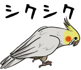 Cockatiel P-chan sticker #10876263