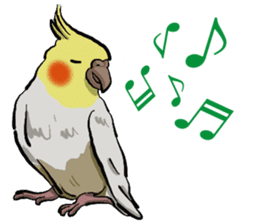 Cockatiel P-chan sticker #10876266