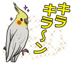 Cockatiel P-chan sticker #10876267