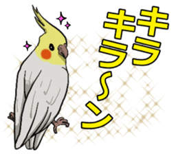 Cockatiel P-chan sticker #10876267