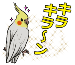 Cockatiel P-chan sticker #10876267