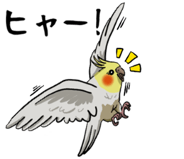 Cockatiel P-chan sticker #10876268