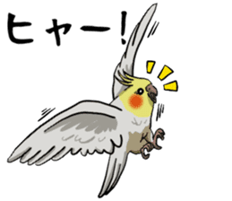 Cockatiel P-chan sticker #10876268
