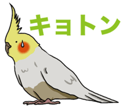 Cockatiel P-chan sticker #10876271