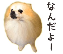 Pomeranian Junco real 2 sticker #9745512