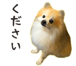 Pomeranian Junco real 2 sticker #9745515