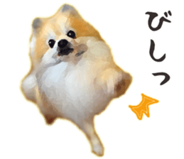 Pomeranian Junco real 2 sticker #9745516