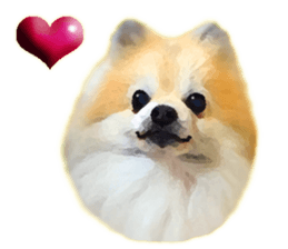 Pomeranian Junco real 2 sticker #9745517