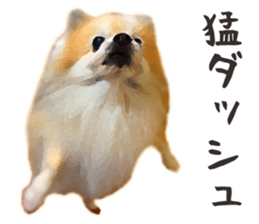 Pomeranian Junco real 2 sticker #9745518