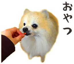 Pomeranian Junco real 2 sticker #9745521