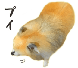 Pomeranian Junco real 2 sticker #9745522